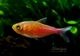 ��Ǯ�ӵ��ۥ�󥯥ۡ����㡡�٥饽��˥�����" rio Curicuriari��rio Tiqui��� ��ή���ɡ� WILD��3ɤ