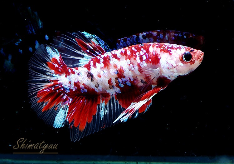 熱帯魚 一点物 Hm プラカット ギャラクシー No 13 熱帯魚 ベタ グラミー プラカット Aqua F東京店通販ショップ