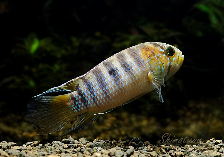 ブータン雑貨　刺繍タンカ　グルリンポチェ　92×158cm ブータン雑貨 刺繍タンカ グルリンポチェ 92×158cm