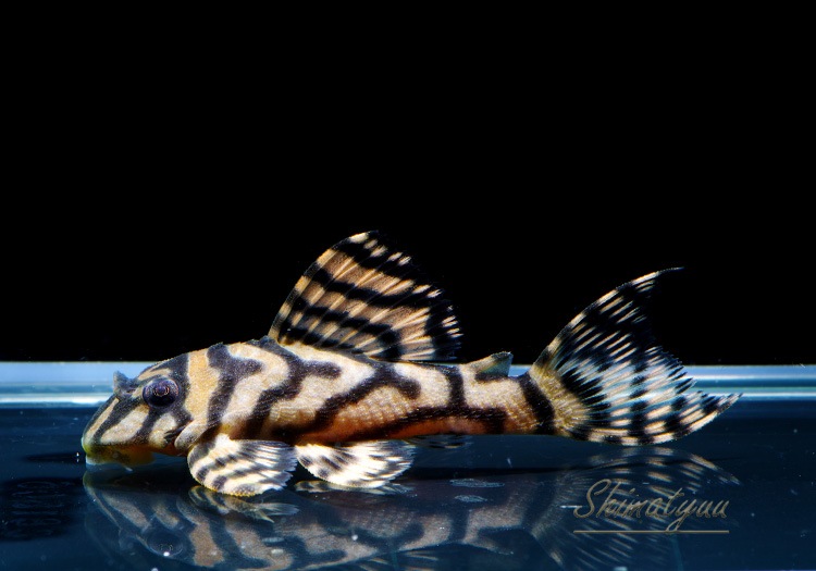 ����ʪ��L333���ڥ���롡�ꥢ�� �ᥬ���饦�󥼥֥顡No.02