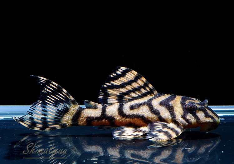 ����ʪ��L333���ڥ���롡�ꥢ�� �ᥬ���饦�󥼥֥顡No.02