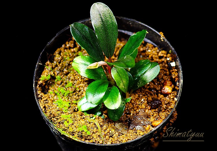 ����ʪ��Bucephalandra sp. Super Blue Red Steam  2020.7��No.62