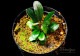 ����ʪ��Bucephalandra sp. Super Blue Red Steam  2020.7��No.62