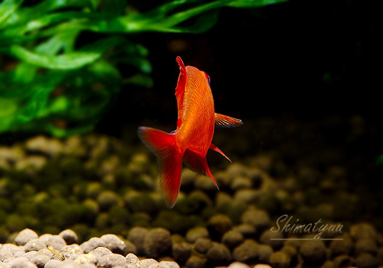 ��Ǯ�ӵ��ۡ���åɥ����꡼�ƥȥ顡�ȥ���륨�ʡɡ���WILD��3ɤ