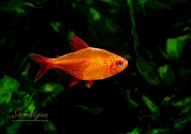 ��Ǯ�ӵ��ۡ���åɥ����꡼�ƥȥ顡�ȥ���륨�ʡɡ���WILD��1ɤ