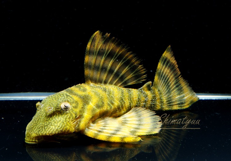 ����󥫡���ӥ�󥹥��������ץ쥳���ȥ���󥫡��ɡ�(��)��1ɤ