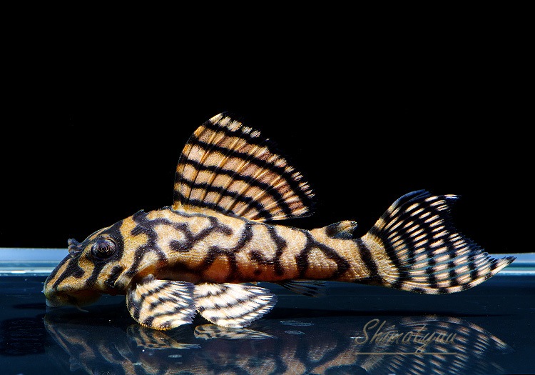 ����ʪ��L333���ڥ���롡�ꥢ�� �ᥬ���饦�󥼥֥顡No.04