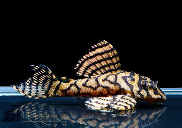 ����ʪ��L333���ڥ���롡�ꥢ�� �ᥬ���饦�󥼥֥顡No.04