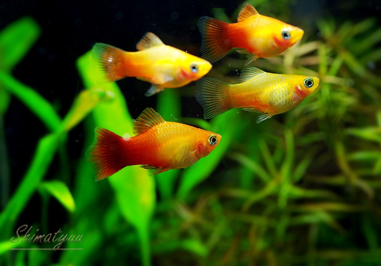 熱帯魚 サンセット プラティ 10匹 すべての商品 Aqua F東京店通販ショップ