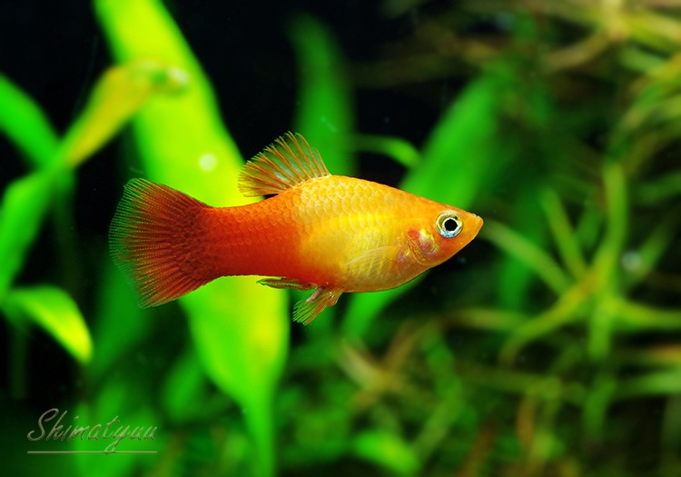 熱帯魚 サンセット プラティ 10匹 すべての商品 Aqua F東京店通販ショップ