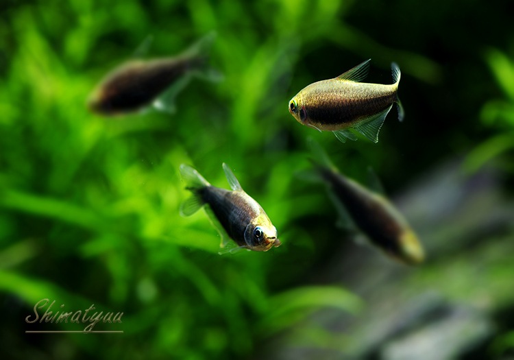 熱帯魚 ブラック エンペラーテトラ 5匹 熱帯魚 カラシンｂｒeed Aqua F東京店通販ショップ