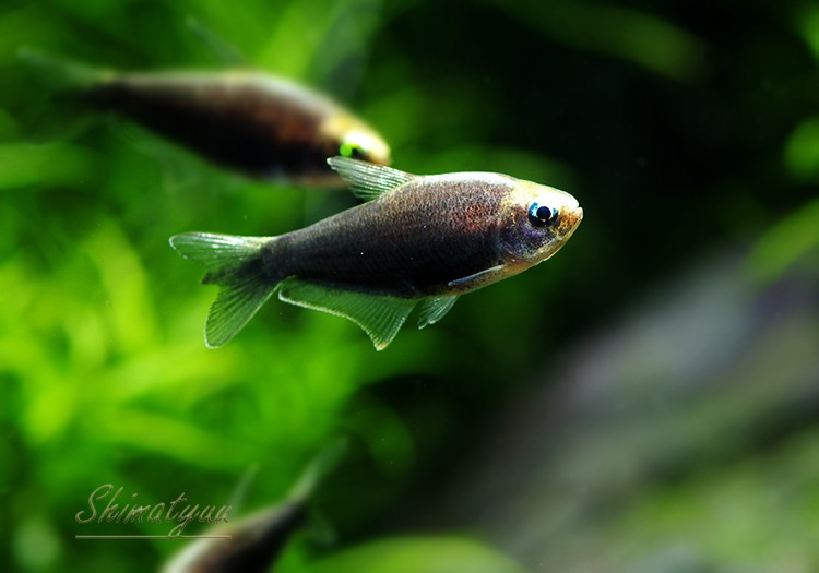 熱帯魚 ブラック エンペラーテトラ 5匹 熱帯魚 カラシンｂｒeed Aqua F東京店通販ショップ