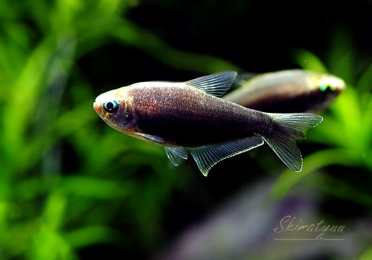 熱帯魚 ブラック エンペラーテトラ 5匹 熱帯魚 カラシンｂｒeed Aqua F東京店通販ショップ