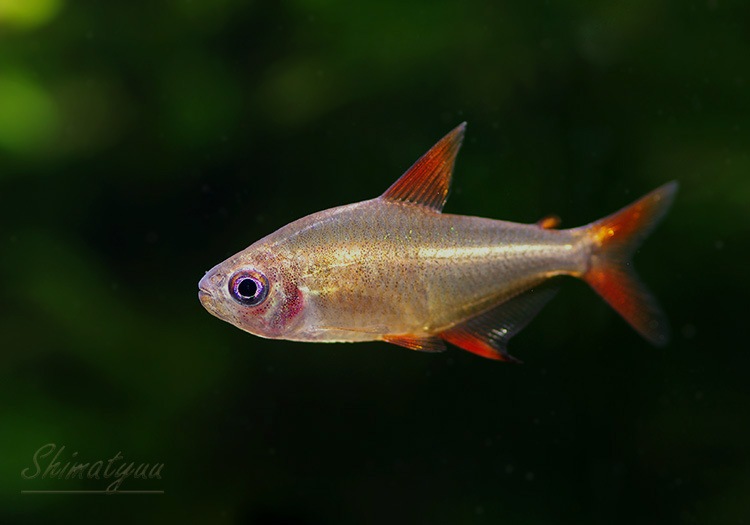 熱帯魚】 レッドチェリーテトラ “ジュルエナ” WILD 1匹 | 熱帯魚