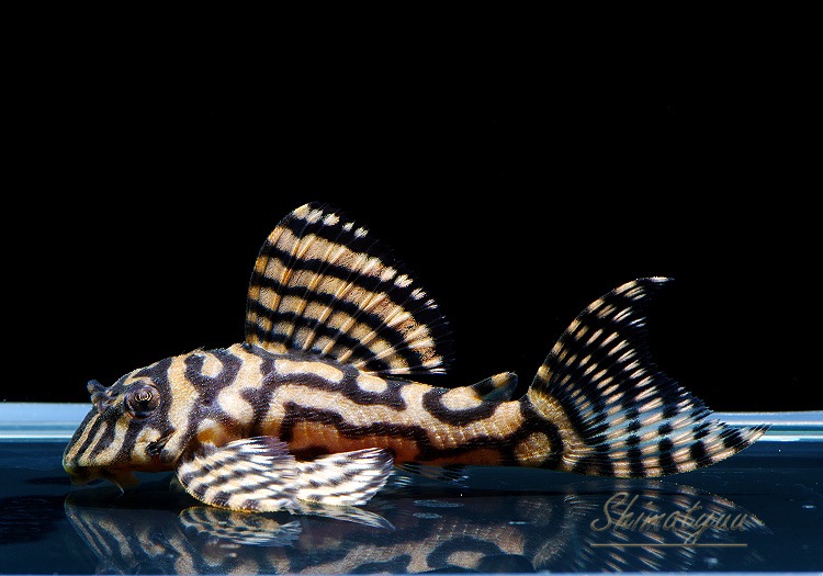 ����ʪ��L333���ڥ���롡�ꥢ�� �ᥬ���饦�󥼥֥顡No.05