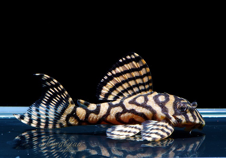 ����ʪ��L333���ڥ���롡�ꥢ�� �ᥬ���饦�󥼥֥顡No.05