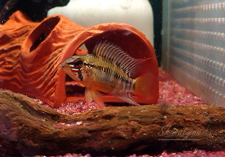 アピストグラマ cf. ビエジタ（Rio Manacasias近郊産）WILDのF1ペア