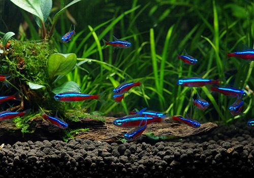 ��Ǯ�ӵ��ۡ��������ʥ�ƥȥ顡WILD���ȥꥪ���ӥ�����ɡ�10ɤ