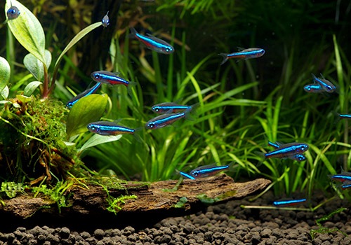 ��Ǯ�ӵ��ۡ����꡼��ͥ���ƥȥ顡WILD���ȥꥪ���ӥ�����ɡ�10ɤ