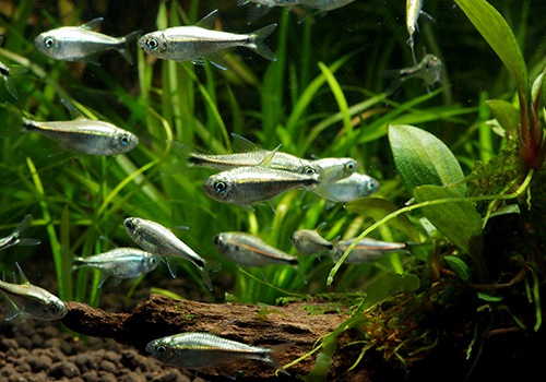 ��Ǯ�ӵ��ۡ�������ǥ�ƥȥ顡WILD��10ɤ