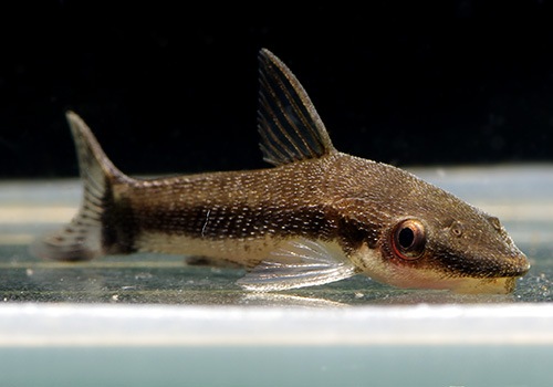 ��Ǯ�ӵ��ۡ����ȥ��󥯥륹��WILD���ȥ��ޥ����С��ɡ���10ɤ