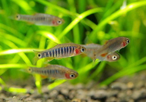 熱帯魚 ミクロラスボラ エリスロミクロン 10匹 熱帯魚 ラスボラ コイ ローチ Aqua F東京店通販ショップ