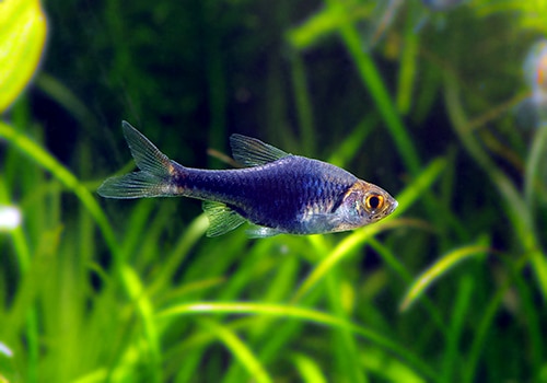 熱帯魚 ラスボラ ヘテロモルファ プラチナブルー 10匹 熱帯魚 ラスボラ コイ ローチ Aqua F東京店通販ショップ 熱帯魚 ラスボラ ヘテロモルファ プラチナブルー 10匹 熱帯魚 ラスボラ コイ ローチ Aqua F東京店通販ショップ