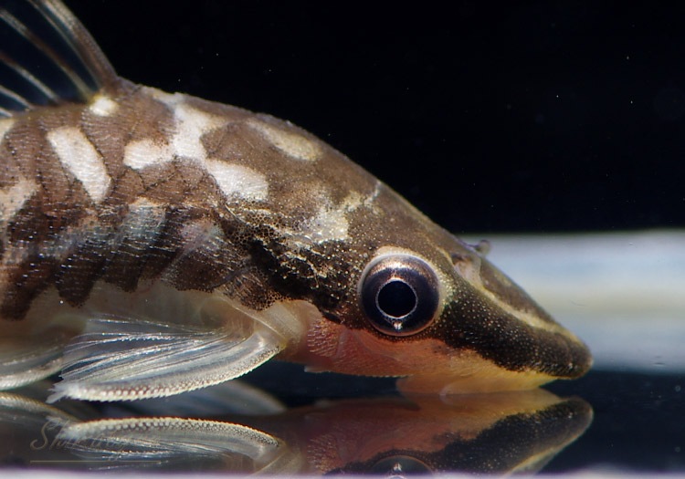 熱帯魚 ゼブラオトシン ヤラパ 3匹 すべての商品 Aqua F東京店通販ショップ