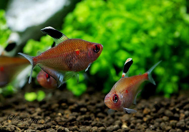 ��Ǯ�ӵ��ۡ���������ɥ�åɥڥ쥺���ƥȥ顡WILD��1ɤ