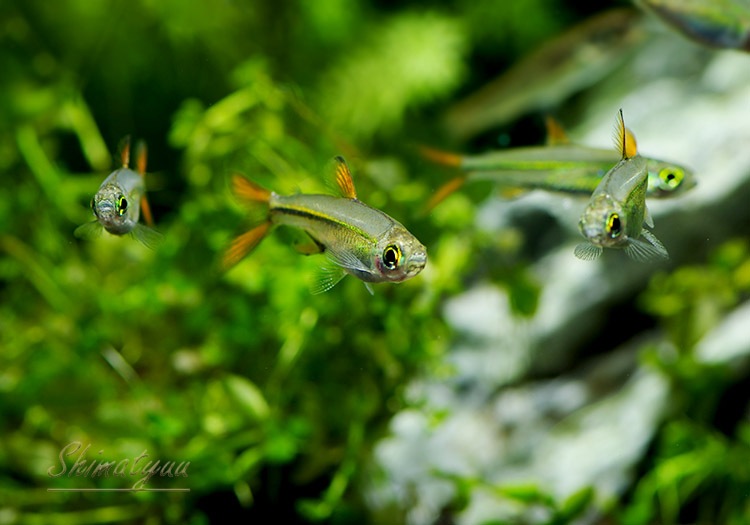 ��Ǯ�ӵ��ۡ������꡼�ӡ��󡦥ƥȥ顡WILD��5ɤ