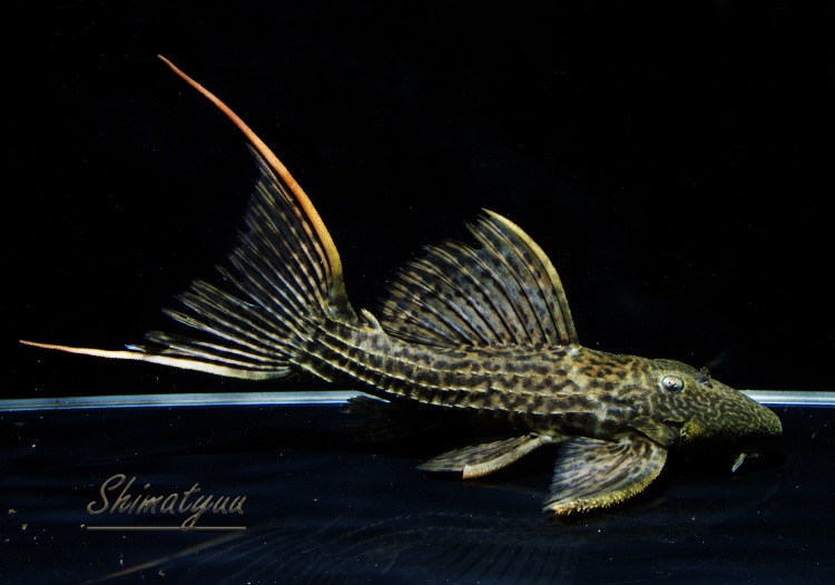 一点物 ドラゴンキングスカーレット 本ツクルイ 19 No 01 すべての商品 Aqua F東京店通販ショップ