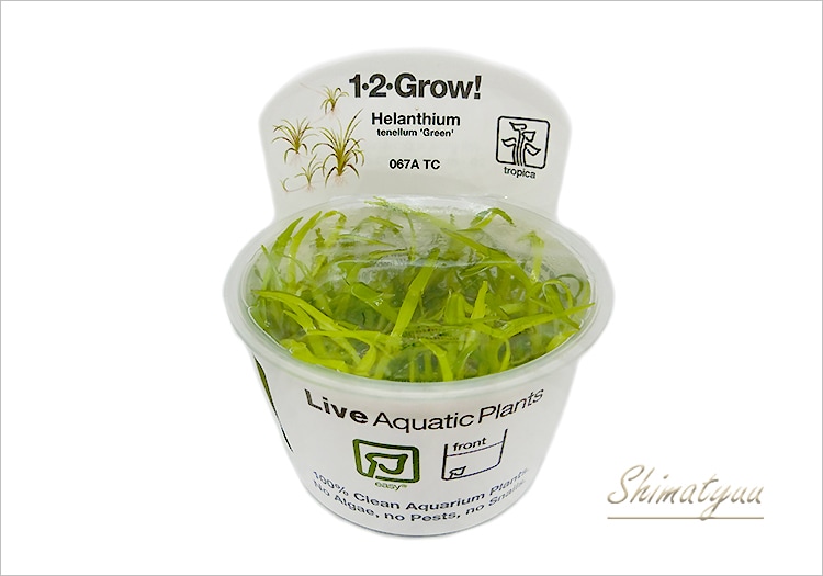 大人女性の 組織培養1-2-GROW! エキノドルス TC “067 'グリーン' テネルス その他観葉植物