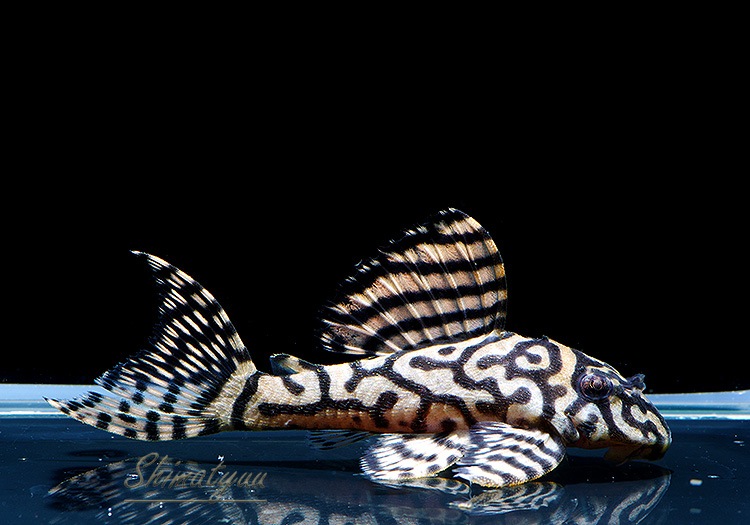 ����ʪ��L333���ڥ���롡�ꥢ�� �ᥬ���饦�󥼥֥顡No.07