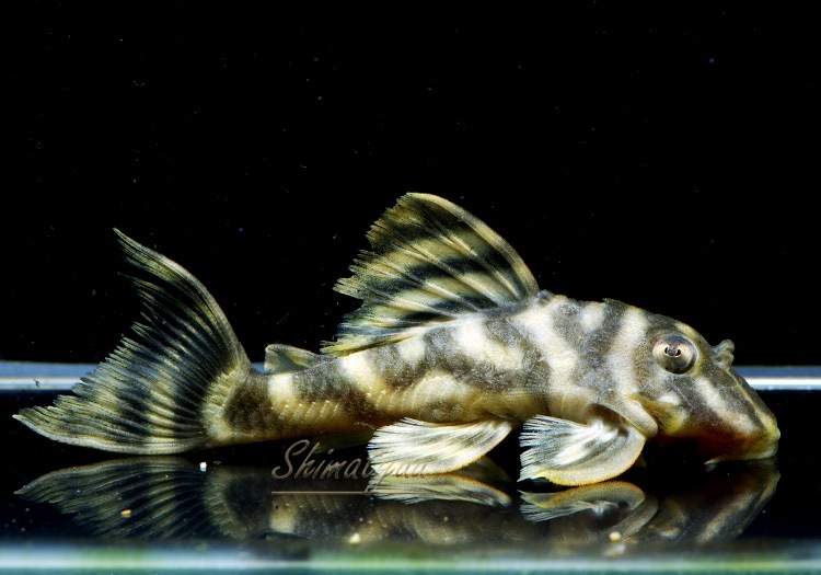 ����ʪ�����������ӥ롦�ڥ���ƥ������ȥ�����ɡ�WILD��No.20