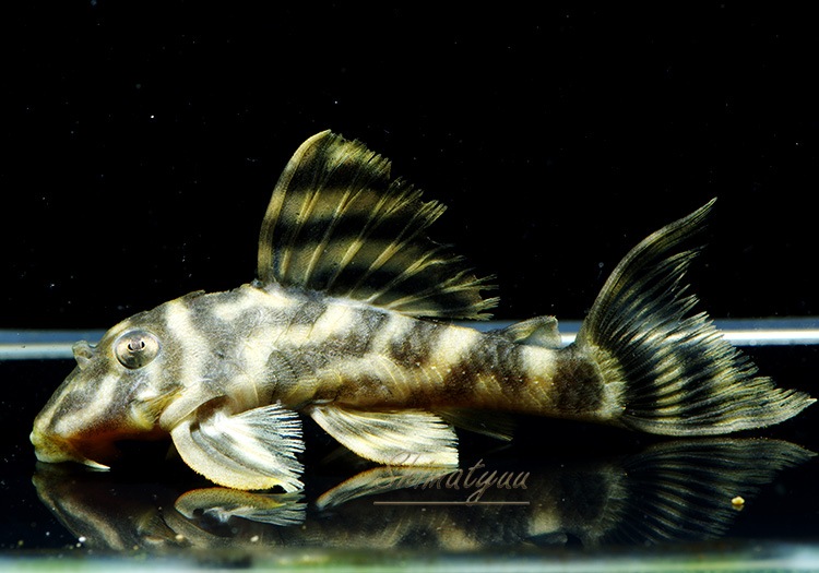 ����ʪ�����������ӥ롦�ڥ���ƥ������ȥ�����ɡ�WILD��No.20