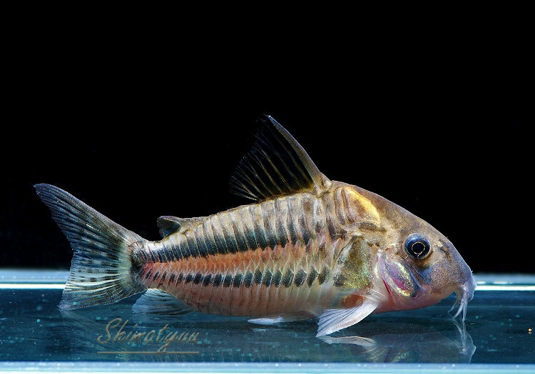 ����ʪ��C��ѥ����ͥꥢ����WILD��No.01