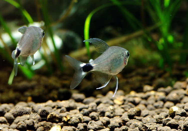 熱帯魚 テトラ オーロ ブリード 10匹 熱帯魚 カラシンｂｒeed Aqua F東京店通販ショップ