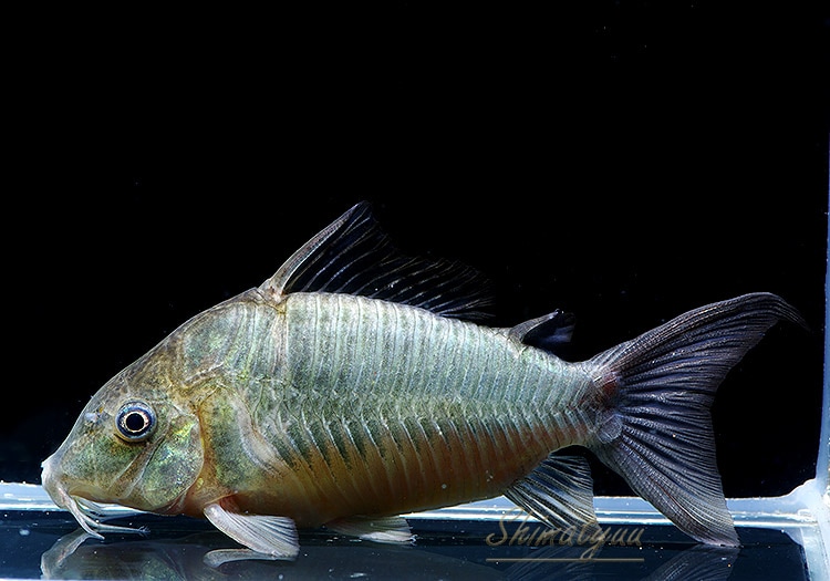 ֥ץǥ󥹡WILDɥƥɡ3ɤ