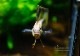 Ap ��������ե��å��󡡡�Rio Guaviare�ɡ��ףɣ̣ġ���̵��ͺñ1ɤ