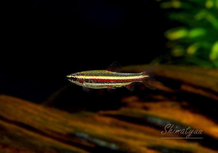 ��Ǯ�ӵ��ۡ��ʥΥ��ȥॹ���ޥ��ʡ��������ȥ����ѥݡɡ�WILD��1ɤ