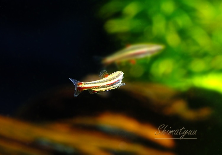 ��Ǯ�ӵ��ۡ��ʥΥ��ȥॹ���ޥ��ʡ��������ȥ����ѥݡɡ�WILD��1ɤ