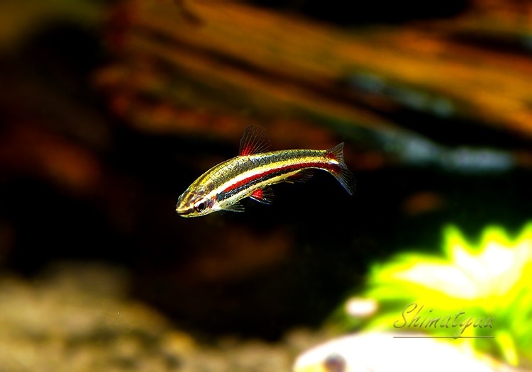 ��Ǯ�ӵ��ۡ��ʥΥ��ȥॹ���ޥ��ʡ��������ȥ����ѥݡɡ�WILD��1ɤ