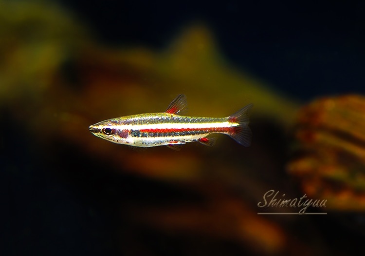 ��Ǯ�ӵ��ۡ��ʥΥ��ȥॹ���ޥ��ʡ��������ȥ����ѥݡɡ�WILD��1ɤ