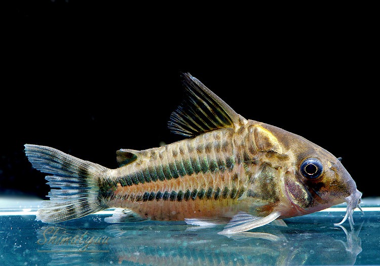 ����ʪ��C��ѥ����ͥꥢ����WILD��No.02