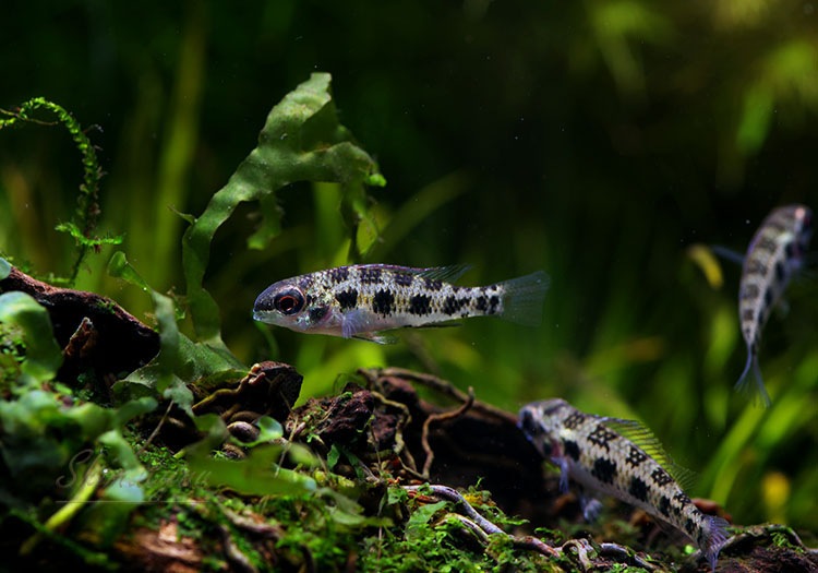 �����å����ܡ��ɡ�������åɡ��ףɣ̣ġ��ȥ�����ӥ��ɡ�5ɤ