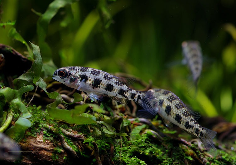 �����å����ܡ��ɡ�������åɡ��ףɣ̣ġ��ȥ�����ӥ��ɡ�5ɤ