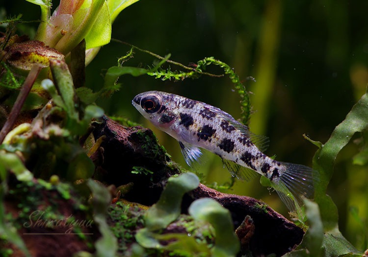 �����å����ܡ��ɡ�������åɡ��ףɣ̣ġ��ȥ�����ӥ��ɡ�5ɤ