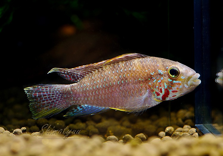 アピストグラマ　メガストマ　稚魚10匹 アピストグラマの世界 | AQUALASSIC