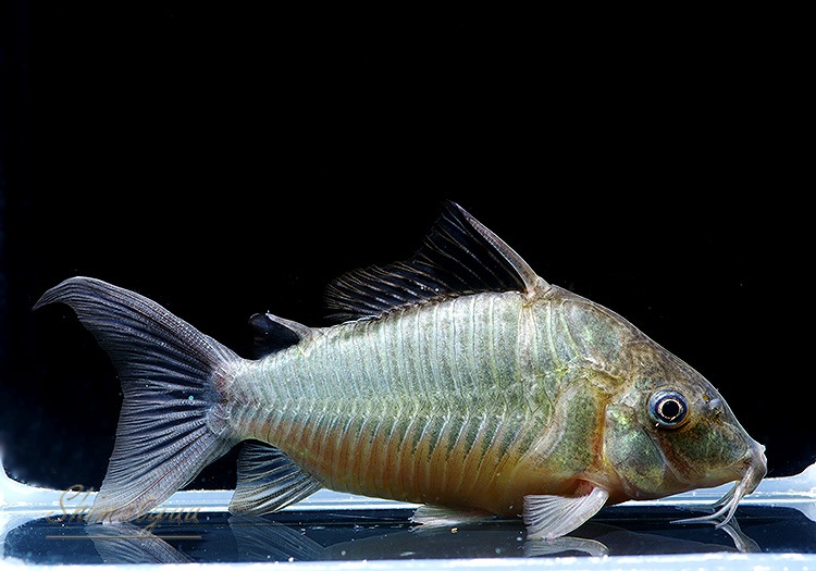 �֥����������ץ��ǥ󥹡��ȥ�ƥ������ɡ�WILD��1ɤ