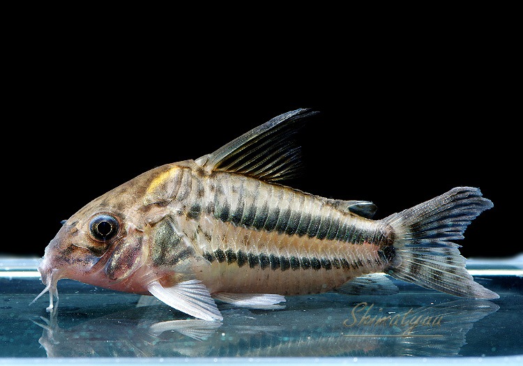 ����ʪ��C��ѥ����ͥꥢ����WILD��No.03